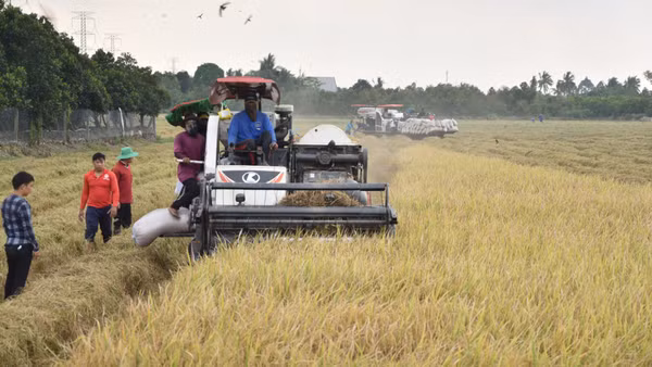 Nông dân xã Mỹ Thành, tỉnh Đồng Tháp áp dụng cơ giới hóa vào thu hoạch lúa.