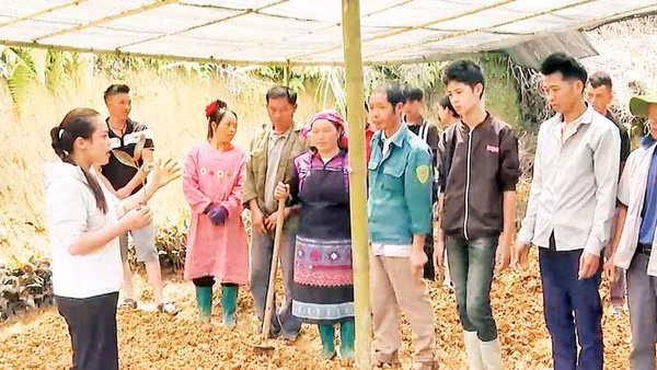 Người dân thôn Hậu Cấu, xã Xín Mần được đào tạo kỹ thuật trồng cây dược liệu ngay tại vườn.