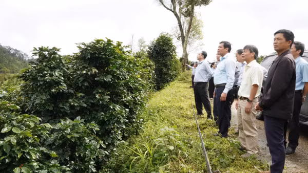 Phó Bí thư Tỉnh ủy, Chủ tịch Hội đồng nhân dân tỉnh Quảng Ngãi Nguyễn Đức Tuy khảo sát vùng trồng cà-phê xứ lạnh tại xã Tu Mơ Rông. (Ảnh: BÁ THANH)