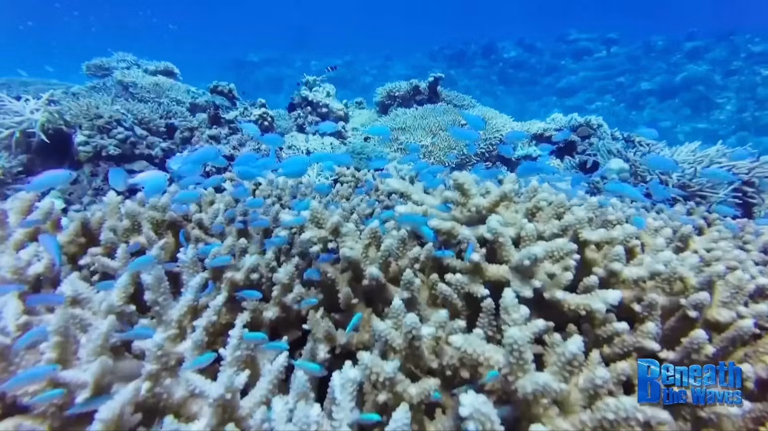 pkg-coral-reefs-whisper-ep02-why-are-coral-reefs-losing-their-colors.jpg