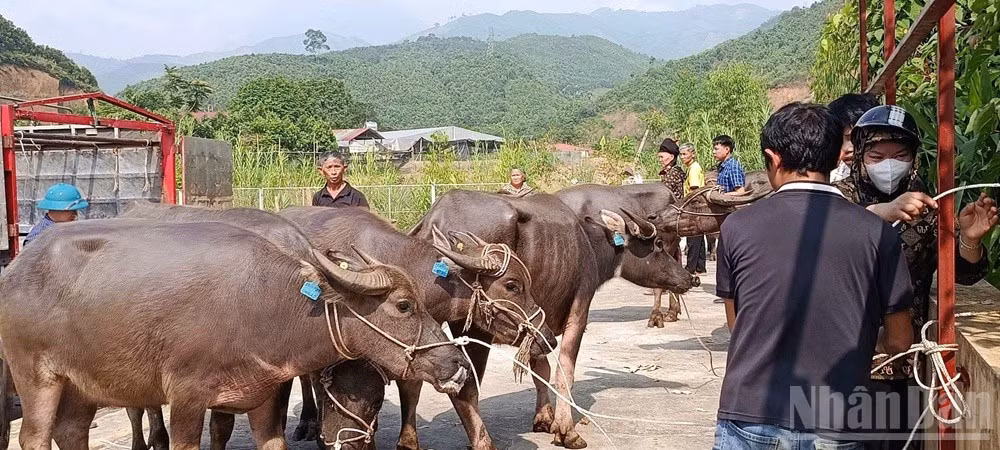 Các hộ dân tộc thiểu số xã Mỏ Vàng được nhận hỗ trợ gia súc. (Ảnh: THANH SƠN)