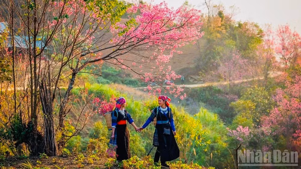 Nét đẹp hoa Tớ dày tại Mù Cang Chải. (Ảnh: THANH SƠN)