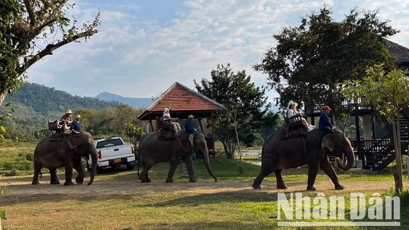 Du khách trải nghiệm cưỡi voi tại Luang Prabang, Lào. (Ảnh: Trịnh Dũng)