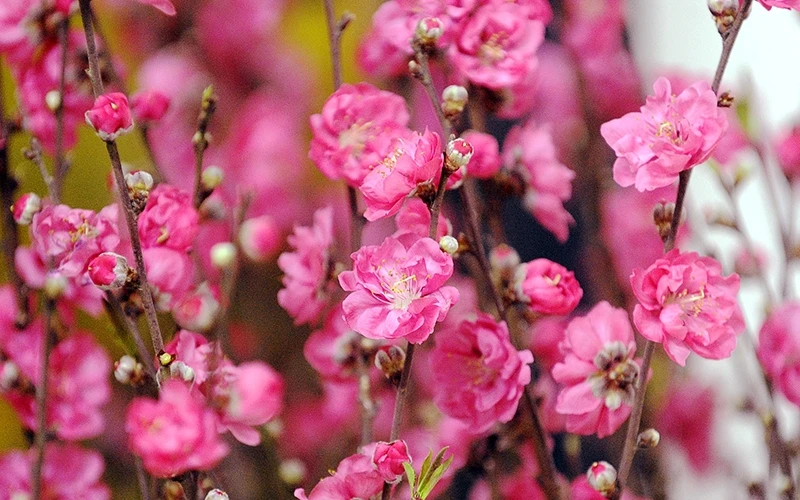 Xuân về, rạo rực niềm tin! 