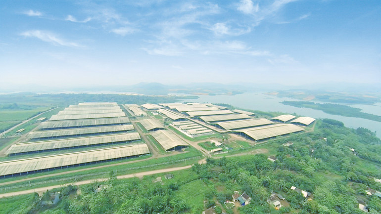 Cụm trang trại chăn nuôi bò sữa tập trung ứng dụng công nghệ cao với quy trình sản xuất khép kín của TH tại Nghệ An đã xác lập kỷ lục lớn nhất thế giới (năm 2020). th3.jpg