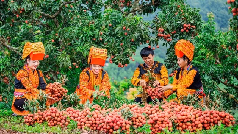 Thu hoạch vải tại Bắc Giang. (Ảnh: nhandan.vn)