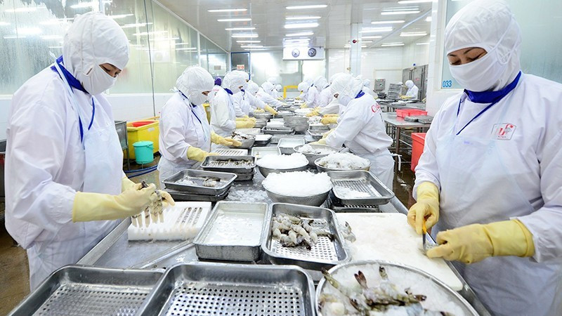 Chế biến thủy sản xuất khẩu tại Công ty cổ phần Thủy sản Cafatex (Hậu Giang). (Ảnh: nhandan.vn)