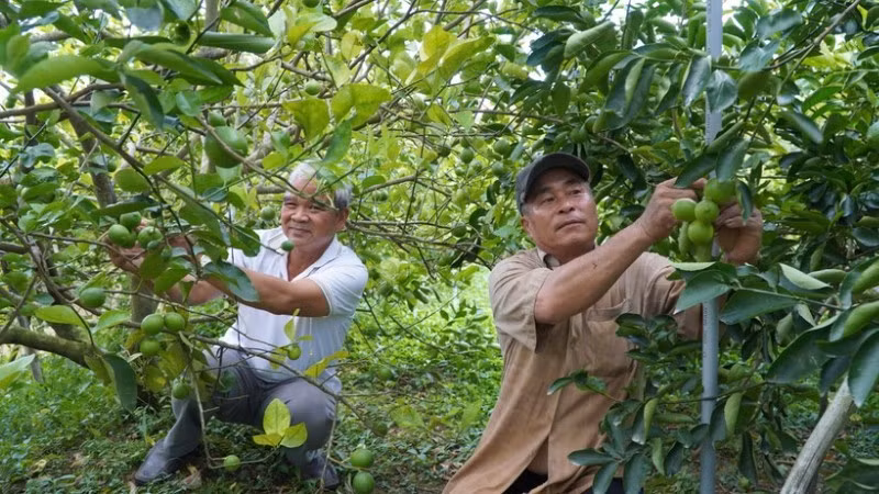 Vườn chanh của nông dân Phạm Văn Niềm, Hợp tác xã Dịch vụ nông nghiệp Mỹ Long, tỉnh Đồng Tháp. (Ảnh: nhandan.vn)
