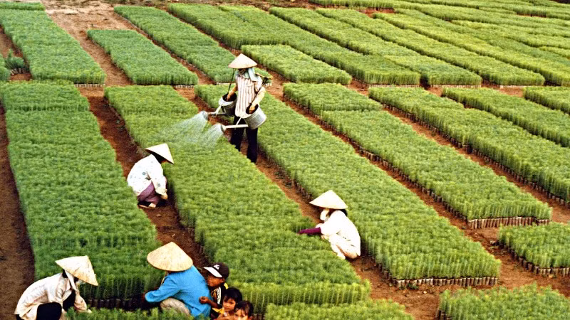 Hơn sáu thập kỷ qua, “Tết trồng cây” do Chủ tịch Hồ Chí Minh khởi xướng đã trở thành nét đẹp văn hóa mỗi độ Xuân về.