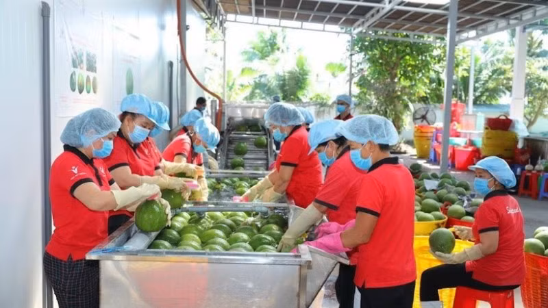 Trái cây Việt Nam có lợi thế đặc sản, khác biệt mùa vụ và có thể mở rộng tiêu thụ không chỉ tại Trung Quốc mà cả thị trường nội địa.