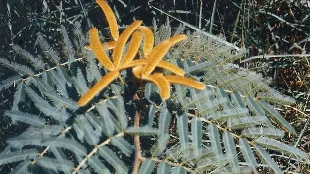 Cây mai dương đang một loại thực vật xâm hại xuất hiện ở rừng Việt Nam. (Ảnh: nhandan.vn)