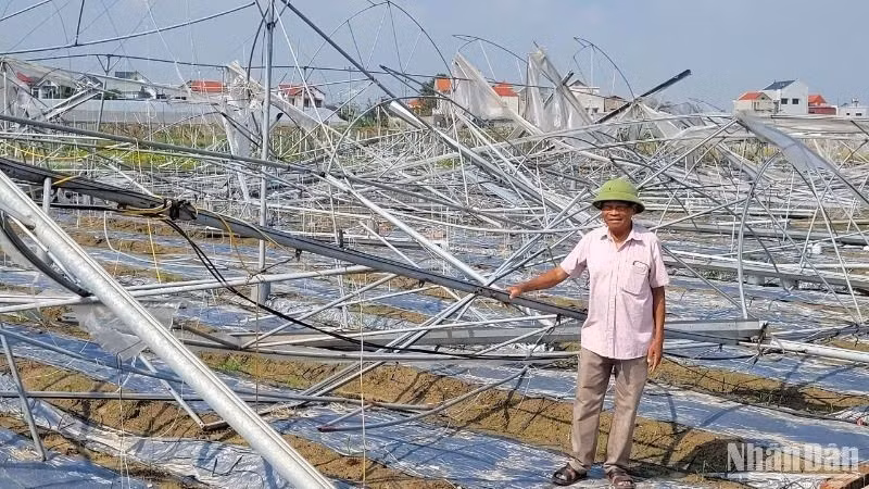 Siêu bão Yagi năm 2024 đã gây thiệt hại nặng nề cho các tỉnh phía bắc, nhất là hoạt động sản xuất nông nghiệp. 