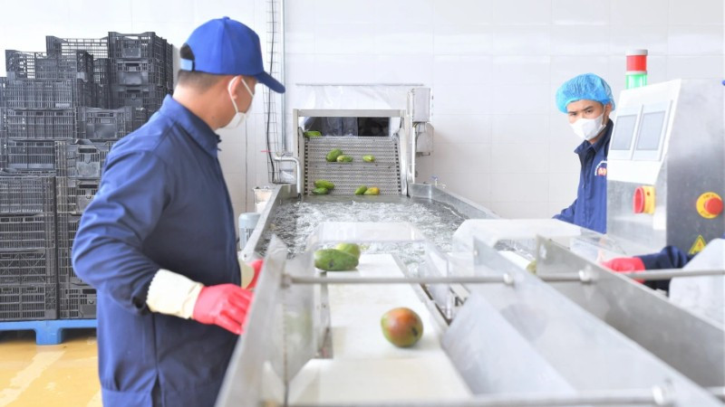 Dây chuyền chế biến xoài tại Trung tâm chế biến rau, quả Doveco Sơn La.