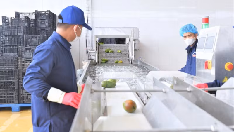 Dây chuyền chế biến xoài tại Trung tâm chế biến rau, quả Doveco Sơn La.