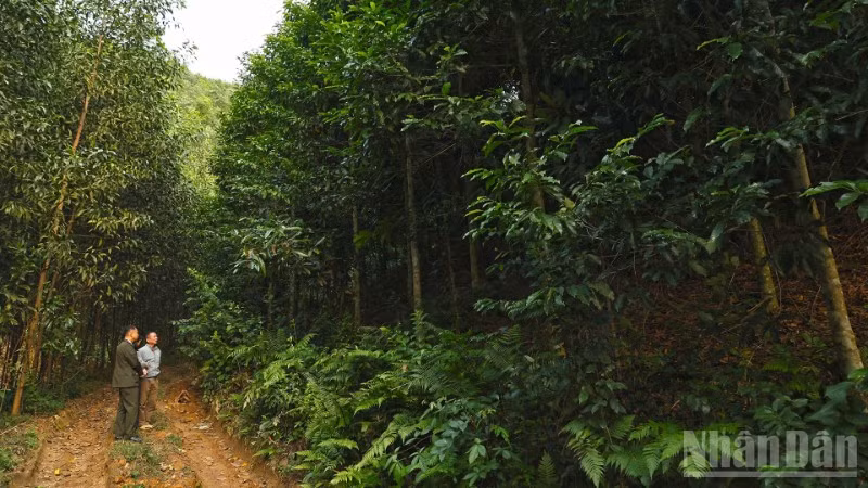 Bộ Nông nghiệp và Môi trường thúc đẩy phát triển 1 triệu ha rừng trồng gỗ lớn đến năm 2030.