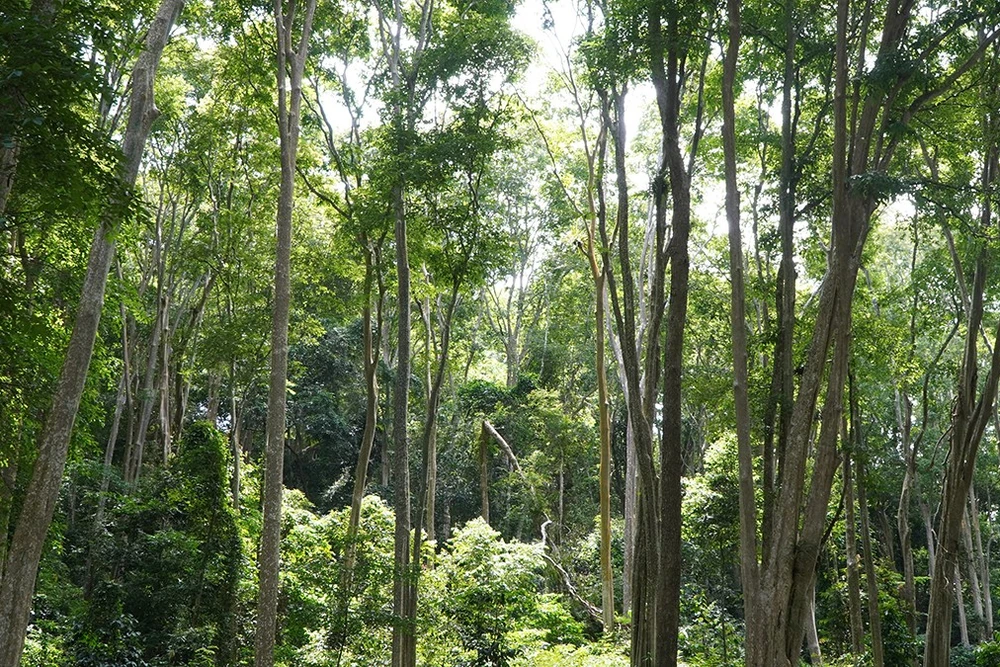 Bài 1: Những huyền thoại duyên nợ với rừng