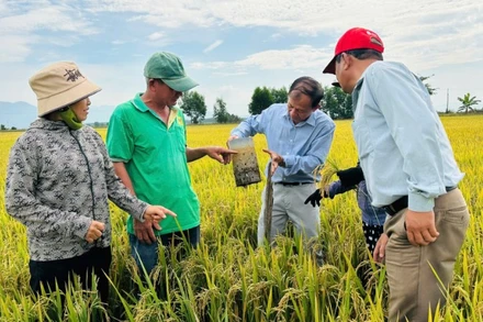 Kỹ sư hướng dẫn cho nông dân canh mực nước tại đồng. (Ảnh: Linh Linh) 