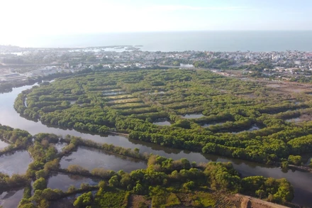 Dự án công viên Hùng Vương sinh thái, ngập mặn.