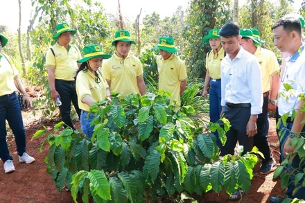 Chương trình canh tác cà-phê thông minh góp phần thực hiện chiến lược xanh hóa và giảm phát thải khí nhà kính của Bình Điền, hướng tới nền nông nghiệp bền vững.