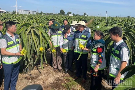 Trung tâm Khuyến nông các địa phương tham quan vườn thanh long.