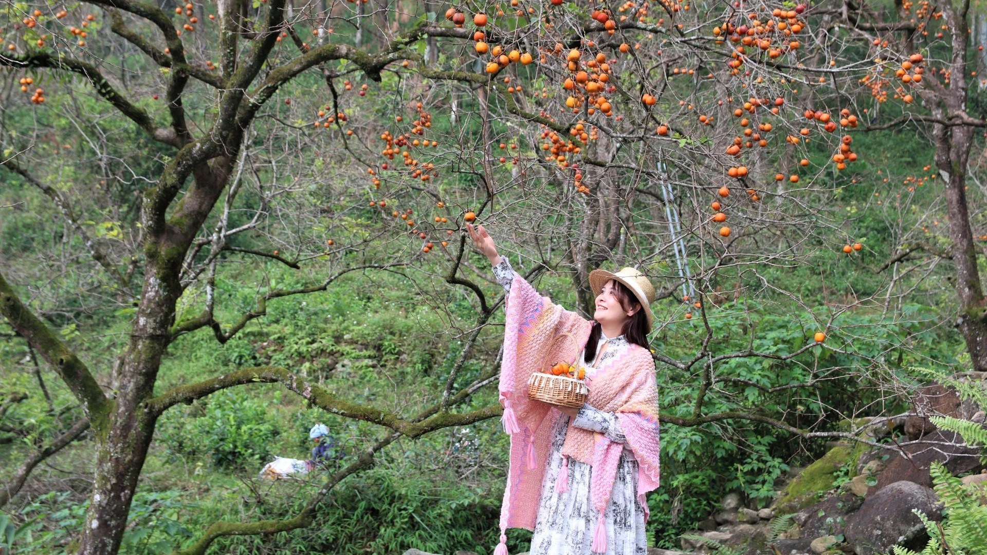 Vườn hồng chín đỏ rực, trải dài trên sườn đồi dãy núi thiêng Đại Huệ.