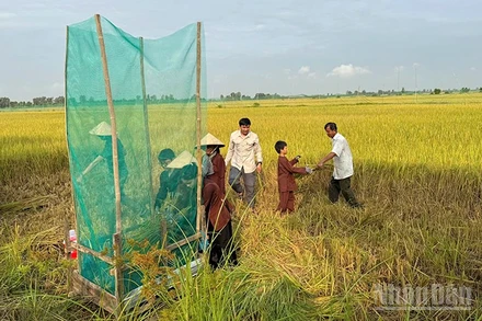 Nông dân tham gia mô hình lúa sinh thái, du lịch cộng đồng gắn với bảo tồn, phát triển sếu đầu đỏ.