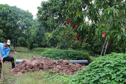 Nông dân Tổ hợp tác xoài Bà Két, xã Mỹ Thọ chủ động nhiều biện pháp bảo vệ vườn cây ăn trái. 
