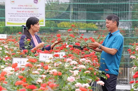 Nhiều giống hoa hồng mới được lai tạo từ hoa hồng lửa của Làng hoa Sa Đéc được Viện Cây ăn quả miền nam giới thiệu tại hội thảo “Giới thiệu giống hoa hồng mới và quy trình kỹ thuật”.