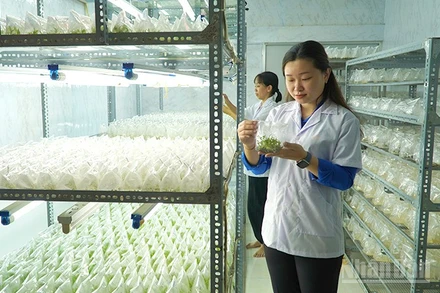 Chị Nguyễn Phượng Hằng tại phòng nuôi cấy mô của cơ sở Cây giống cấy mô HF.