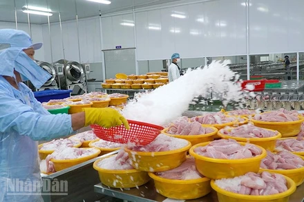 Chế biến cá tra xuất khẩu tại một doanh nghiệp thuộc phường Sa Đéc, tỉnh Đồng Tháp. (Ảnh: HỮU NGHĨA)