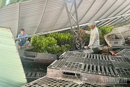 Hiện trường vụ dông lốc sáng sớm 23/7 tại xã Ba Sao, tỉnh Đồng Tháp.