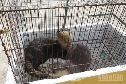 Hai cá thể rái cá do anh Lưu Minh Nhựt giao nộp.