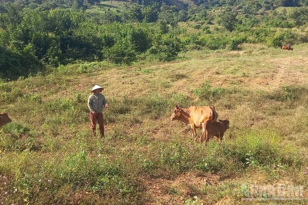 Nhiều hộ thoát nghèo nhờ nuôi bò.