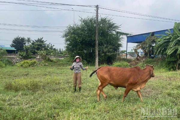 Chị Nguyễn Thị Hà (46 tuổi) không có đất làm chuồng nuôi bò, nên đã buộc bò vào một bãi đất trống gần chỗ làm thuê.