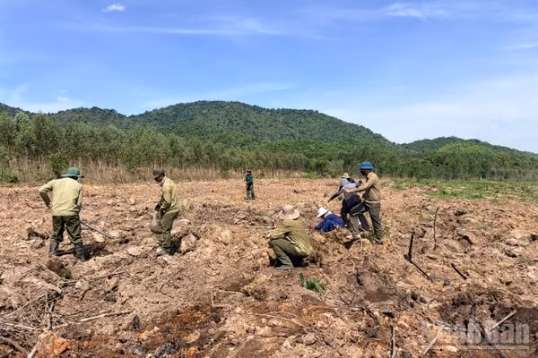 Các công nhân đang trồng rừng tại xã Hàm Thạnh.