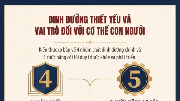 [Infographic] Cơ thể con người cần các chất dinh dưỡng nào và vai trò của các nhóm chất dinh dưỡng đó