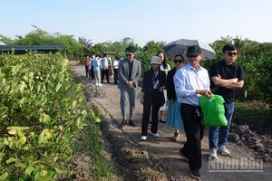 Khách tham quan vườn chanh tại Chavi Garden, tỉnh Tây Ninh. (Ảnh: LINH BẢO)