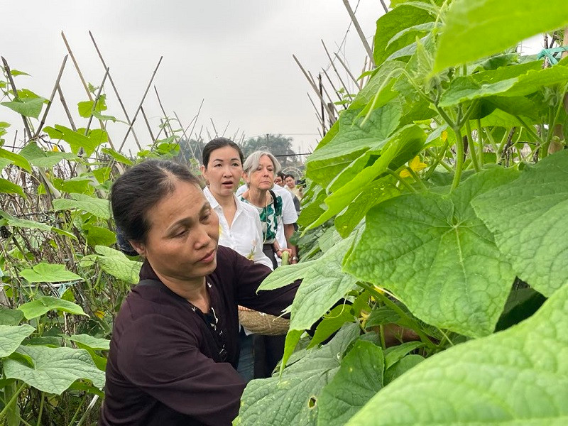 Du khách hào hứng trải nghiệm công việc nhà nông tại Long Biên, Hà Nội.