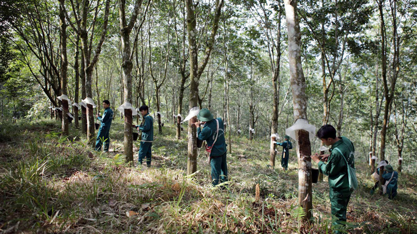 Cao su tạo việc làm cho hàng nghìn lao động là con em đồng bào các dân tộc Lai Châu.
