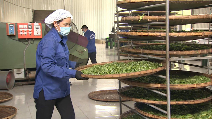 Sản xuất, chế biến chè ở Hợp tác xã chè Phìn Hồ (Hà Giang).