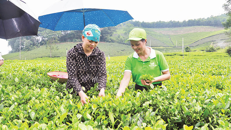 Chè Thái Nguyên là cây trồng đặc sản, chủ lực để nông dân phát triển kinh tế.