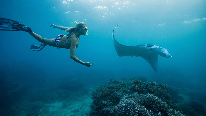 Lặn biển quan sát cá đuối ở Fiji. 