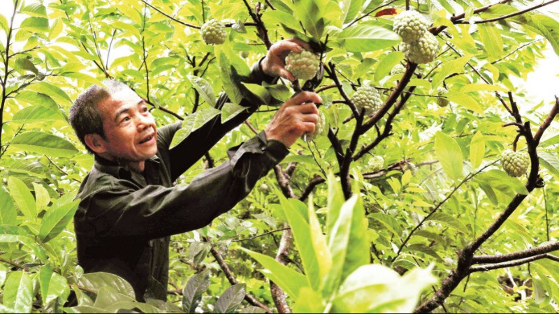 Thu hoạch na được trồng theo tiêu chuẩn VietGap tại hộ nông dân Hoàng Văn Chức, tổ sản xuất na VietGap Lũng Than, thị trấn Đồng Mỏ, huyện Chi Lăng.