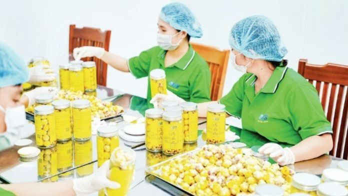 Đóng gói trà hoa vàng tại Hợp tác xã Trường Sơn, Lục Nam, Bắc Giang.