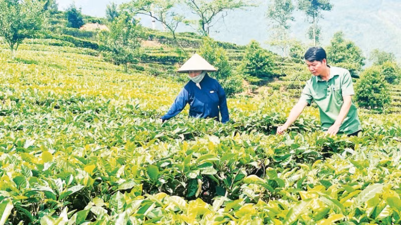 Nông dân xã Nậm Búng, huyện Văn Chấn thu hái chè shan tuyết