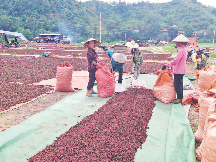 Người dân xã Yên Phúc, huyện Văn Quan phơi sấy hoa hồi.