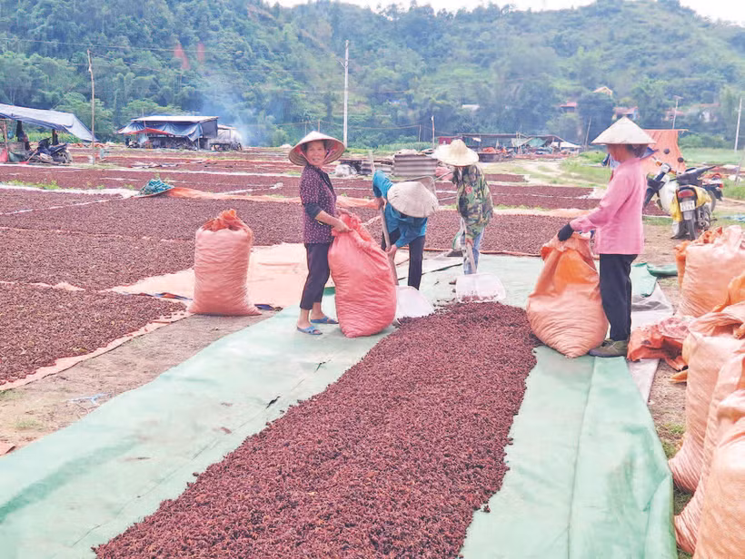Người dân xã Yên Phúc, huyện Văn Quan phơi sấy hoa hồi.