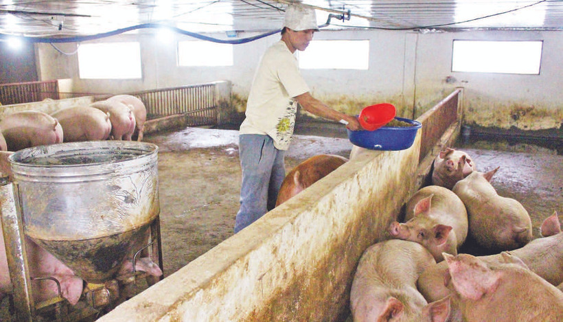 Gia đình anh Trần Văn Tuấn, ở xóm Đồng Ao, xã Đồng Liên, thành phố Thái Nguyên sử dụng bột lá chè xanh phối trộn với thức ăn chăn nuôi lợn.