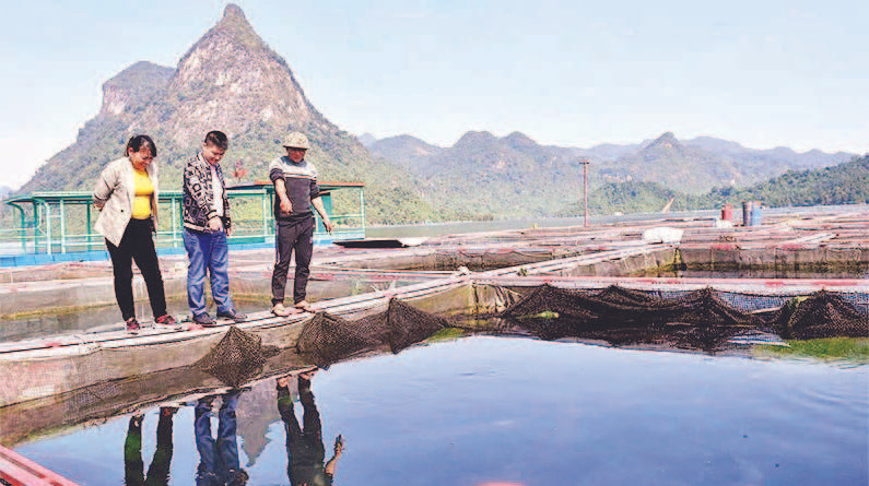 Các hộ nuôi cá lồng đặc sản đã mạnh dạn chuyển đổi từ lồng kích thước nhỏ sang lồng nuôi kích thước lớn.