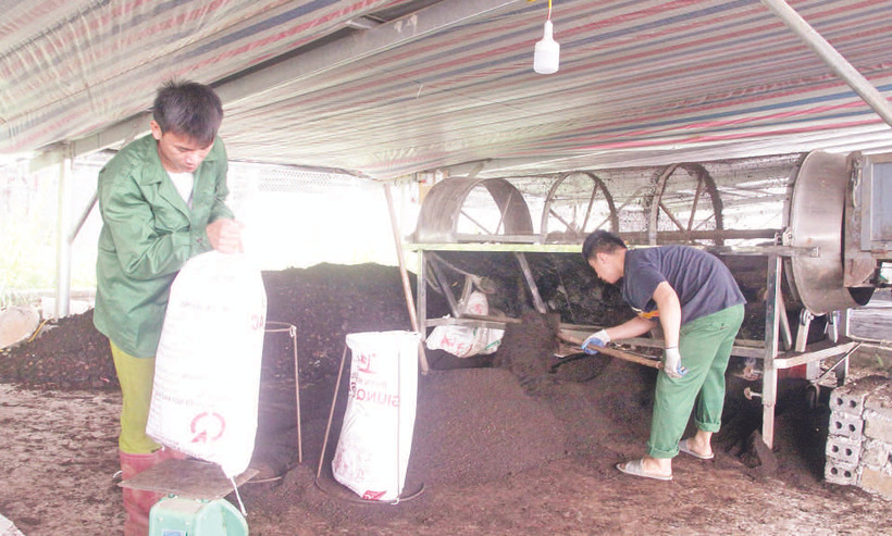 Sản phẩm phân bón hữu cơ từ nuôi giun quế bằng phế, phụ phẩm được thu hoạch, phân phối cho chuỗi trồng rau, cà-phê và cây ăn quả.